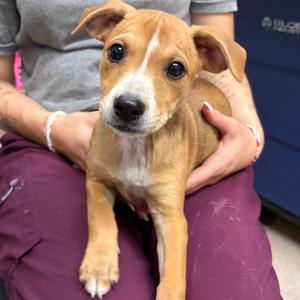 Honey, Mixed Breed (Medium), puppy, available for adoption