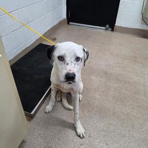 A white dog with black spots on its ears and face sits on the floor, looking at the camera.