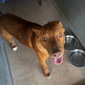 Diesel, Mixed Breed (Medium), available for adoption