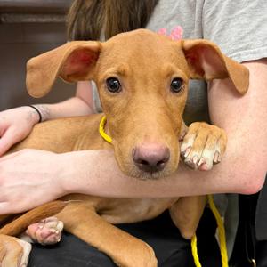 Lucky, Mixed Breed (Medium), available for adoption