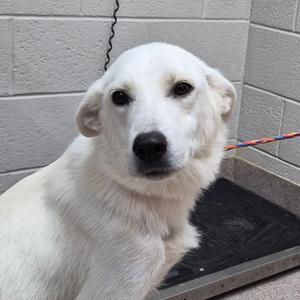 A white dog with a black nose and dark eyes is sitting in front of a gray wall. The dog has floppy ears and a colorful leash attached to its collar.