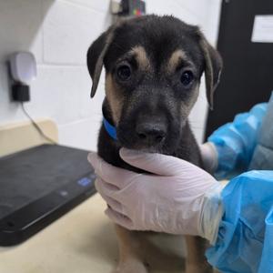 Bentley, Mixed Breed (Medium), puppy, available for adoption