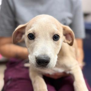 Hippo, Mixed Breed (Medium), puppy, available for adoption