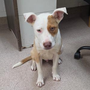 A light-colored dog with brown markings sitting on a floor.