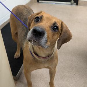 Hazelnut, Mixed Breed (Medium), adult, available for adoption