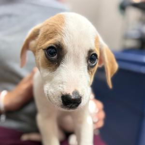 Elf, Mixed Breed (Medium), puppy, available for adoption