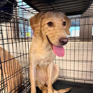 Clara Belle, Retriever, Labrador, available for adoption