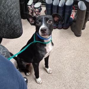 Jude, Mixed Breed (Medium), available for adoption