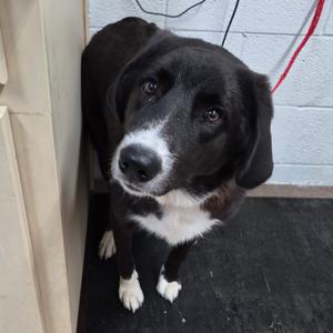 Obie, Collie, available for adoption