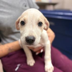 Dobby, Mixed Breed (Medium), puppy, available for adoption