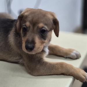 Lila, Mixed Breed (Medium), puppy, available for adoption