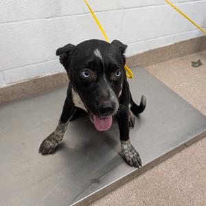 Peach, Mixed Breed (Medium), available for adoption
