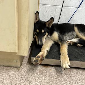 Mister, Husky, available for adoption