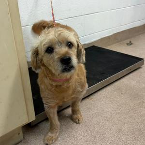 Molly, Mixed Breed (Medium), adult, available for adoption