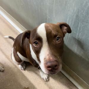 Marcus, Terrier, Pit Bull, available for adoption