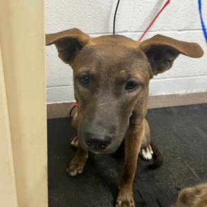 Gwen, Terrier, Pit Bull, available for adoption