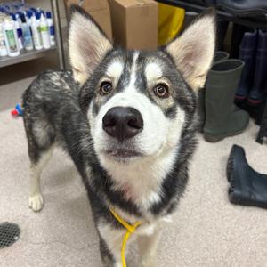 Lego, Husky, available for adoption