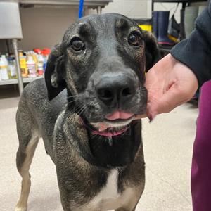 Aspen, Shepherd, available for adoption