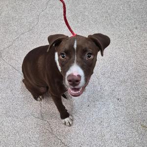 A brown dog with a white stripe on its face and a red leash, sitting on a concrete surface.
