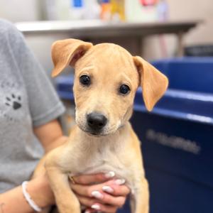 Dakota, Mixed Breed (Medium), puppy, available for adoption