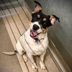 Bella, Mixed Breed (Medium), available for adoption