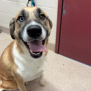 Bonnet, Mixed Breed (Large), adult, available for adoption