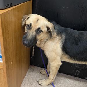Elwood, Shepherd, German, available for adoption