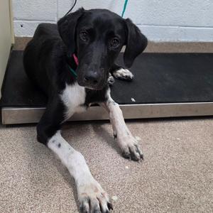 Gretchen, Mixed Breed (Medium), available for adoption