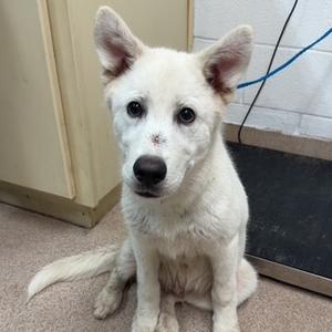 A photo of a white puppy sitting, with pointed ears and a small mark on its nose.
