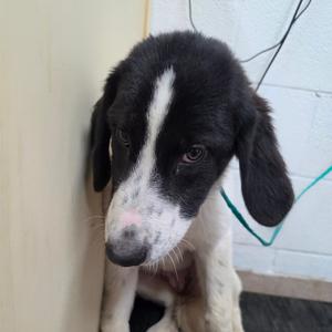 Muffy, Pyrenees, Great, puppy, available for adoption