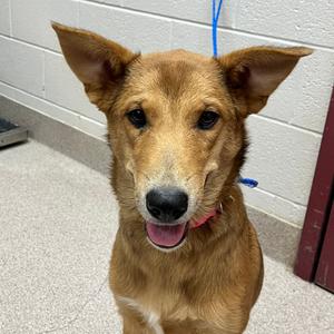 Peanut Butter, Shepherd, available for adoption