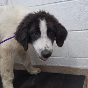 Gordon, Pyrenees, Great, puppy, available for adoption