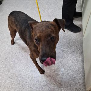 Harlow, Cattle Dog, Australian (Red Heeler), adult, available for adoption