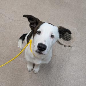 A medium-sized dog with white and black fur, floppy ears, and a yellow leash looks up at the camera.