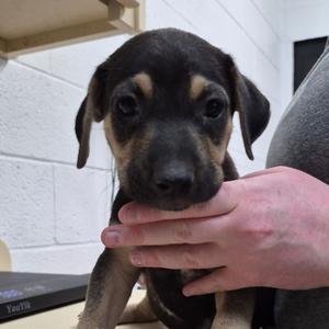 Butchy, Mixed Breed (Medium), puppy, available for adoption