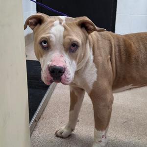 Bumper, Terrier, Pit Bull, adult, available for adoption