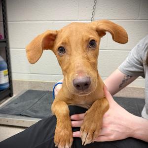 Maple, Mixed Breed (Medium), available for adoption
