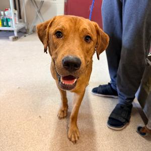 Moose, Retriever, Labrador, adult, available for adoption