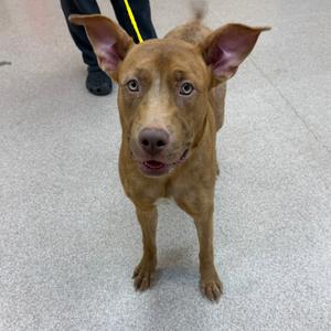 Minnie, Terrier, Pit Bull, available for adoption
