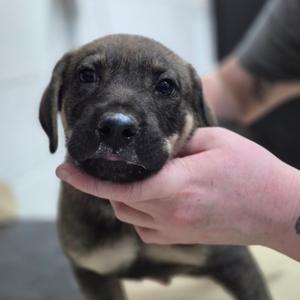 Curry, Mixed Breed (Medium), puppy, available for adoption