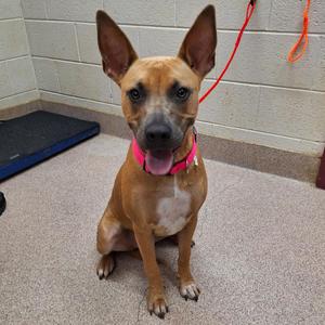 A brown dog with a pink collar sitting on a carpeted floor, looking at the camera.