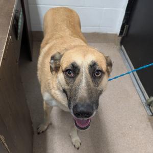 Joanne, Shepherd, Anatolian, adult, available for adoption