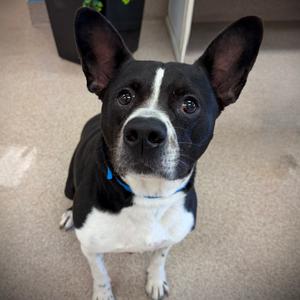 Pac Man, Mixed Breed (Medium), adult, available for adoption