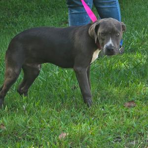 A brown dog standing on grass with a pink leash