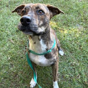 A brown and white dog with a green collar standing on grass.