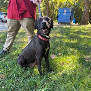 Caribeth, Retriever, Labrador, adult, available for adoption