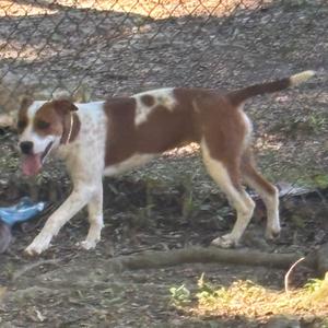 a brown and white dog running on a dirt path