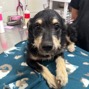 Taraji, Schnauzer, adult, available for adoption