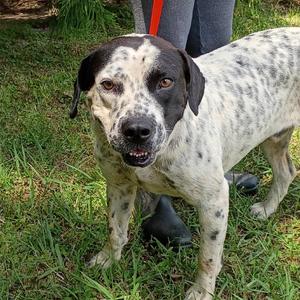 Salmon, Bulldog, adult, available for adoption