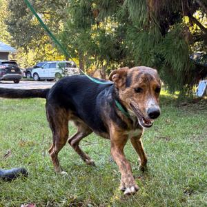 Neal, Terrier, adult, available for adoption